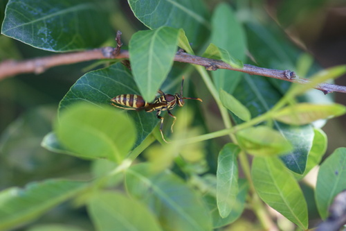 iNaturalist observation photo of Guinea Paper Wasp