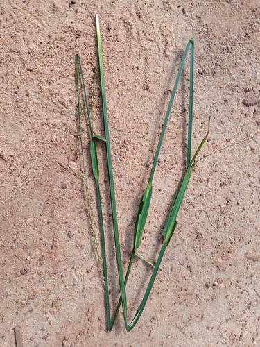 Scleria microcarpa, 2026-08-29