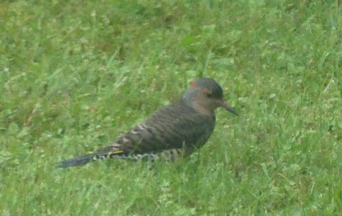 Northern Flicker