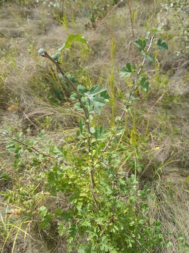 Crataegus rhipidophylla, photograph 2