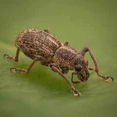 Andrion regensteinense