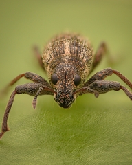 Andrion regensteinense