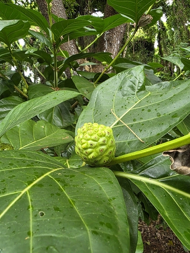 Morinda citrifolia observed 2026-09-04