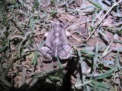 Physalaemus albonotatus