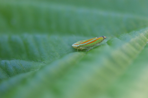 iNaturalist observation photo of Versute Sharpshooter