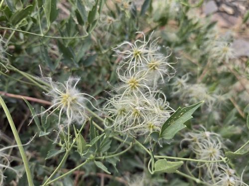 Western White Clematis