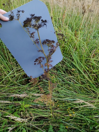 Selinum carvifolia, photograph 2
