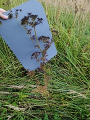 Selinum carvifolia, photograph (c) Екатерина Гущина, some rights reserved (CC BY)