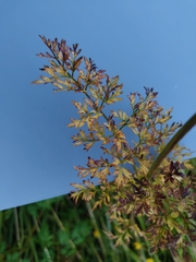 Selinum carvifolia, photograph (c) Екатерина Гущина, some rights reserved (CC BY)