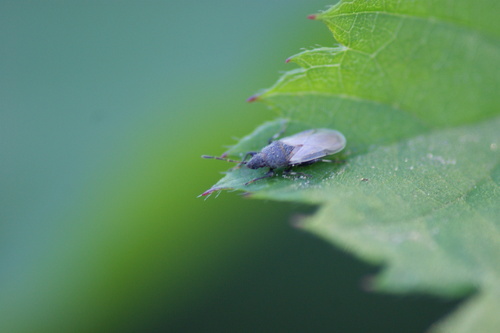 iNaturalist observation photo of Cotton Seed Bug