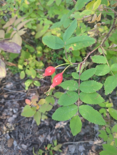 Prickly Wild Rose