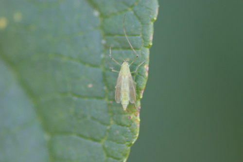 iNaturalist observation photo of Goeldichironomus amazonicus