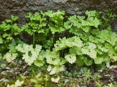 Anogramma leptophylla, photograph (c) Alice Shanks, some rights reserved (CC BY)