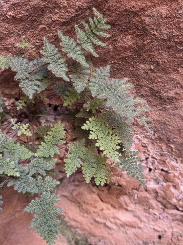 Myriopteris gracilis