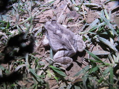 Physalaemus albonotatus