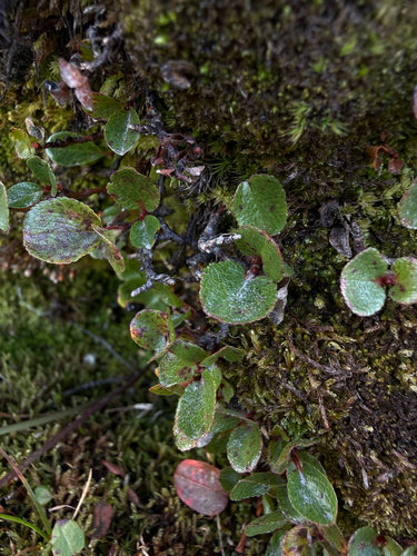 Salix herbacea, photograph 6