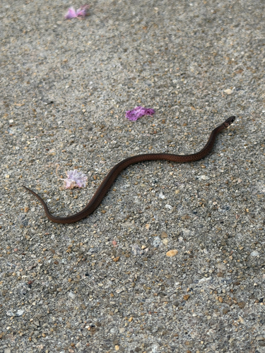 DeKay's Brownsnake