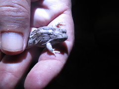 Physalaemus albonotatus