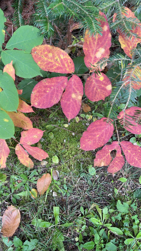 wild sarsaparilla