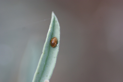 iNaturalist observation photo of Scymnus difficilis