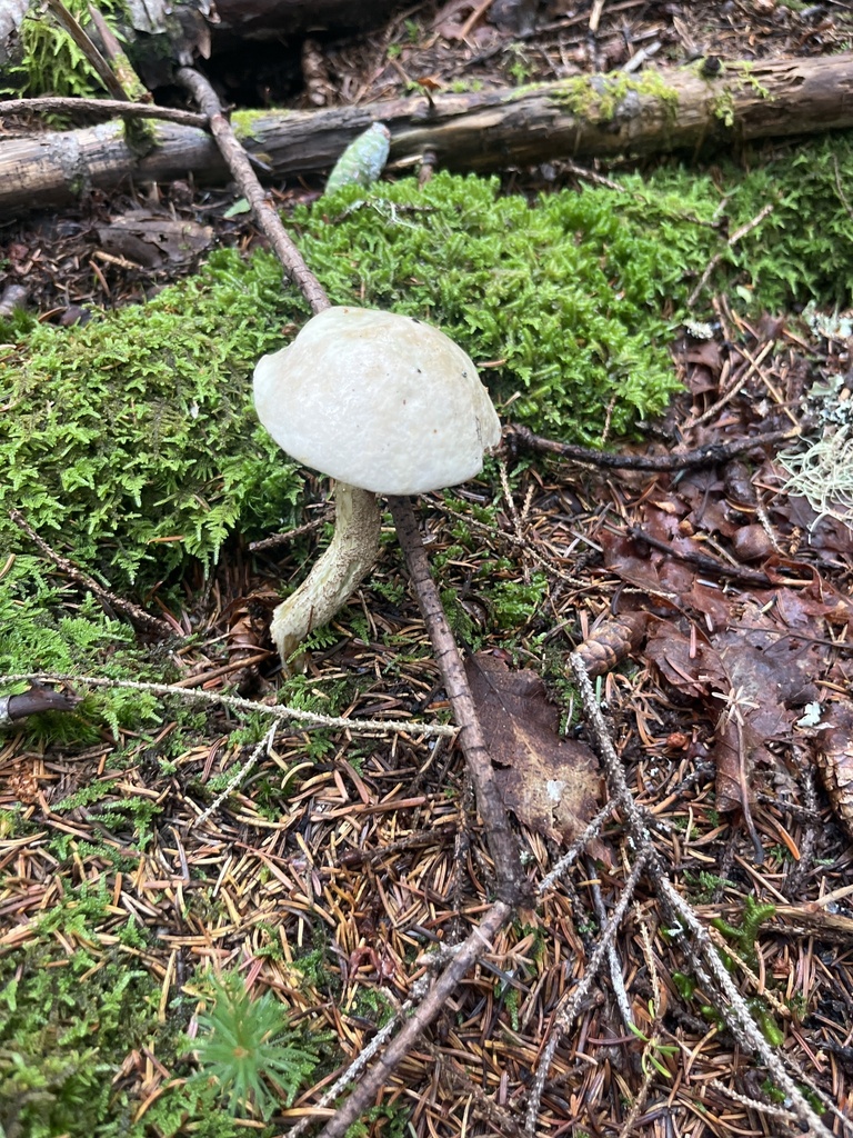 Ghost Bolete · September 2026 · photo: Photo: (c) Sheila Furlong, some rights reserved (CC BY-SA) · iNaturalist