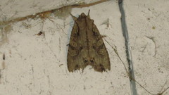 Lithophane disposita