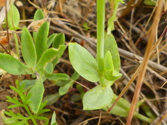 Blackstonia acuminata