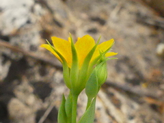 Blackstonia acuminata
