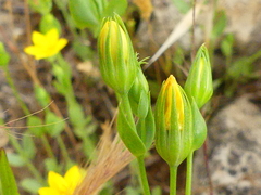 Blackstonia acuminata