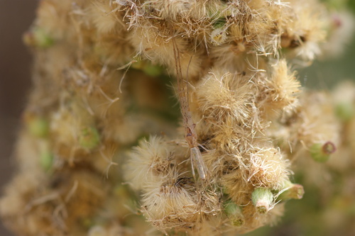 iNaturalist observation photo of Versicolor Long-jawed Orbweaver