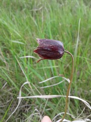 Fritillaria meleagroides
