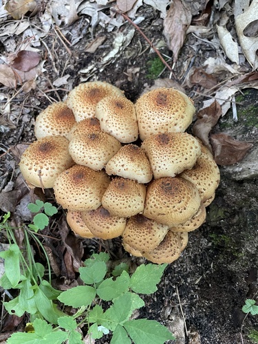 Sharp-scaly Pholiota