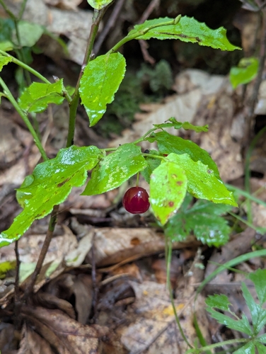 Vaccinium erythrocarpum, photograph 1