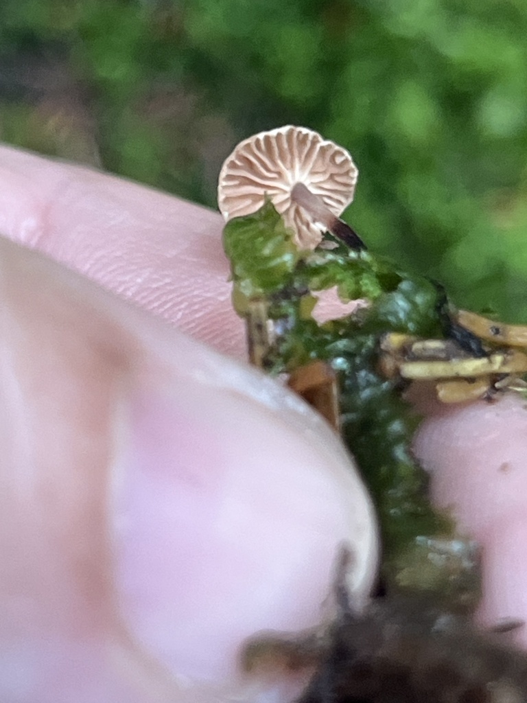 stinking parachute · September 2026 · photo: Photo: (c) Sheila Furlong, some rights reserved (CC BY-SA) · iNaturalist