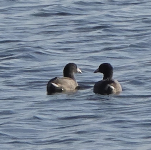 American Coot