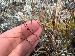 (c) Ingvild Riska, some rights reserved (CC BY) Oreojuncus trifidus, photograph (c) Ingvild Riska, some rights reserved (CC BY)