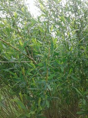 Salix vinogradovii