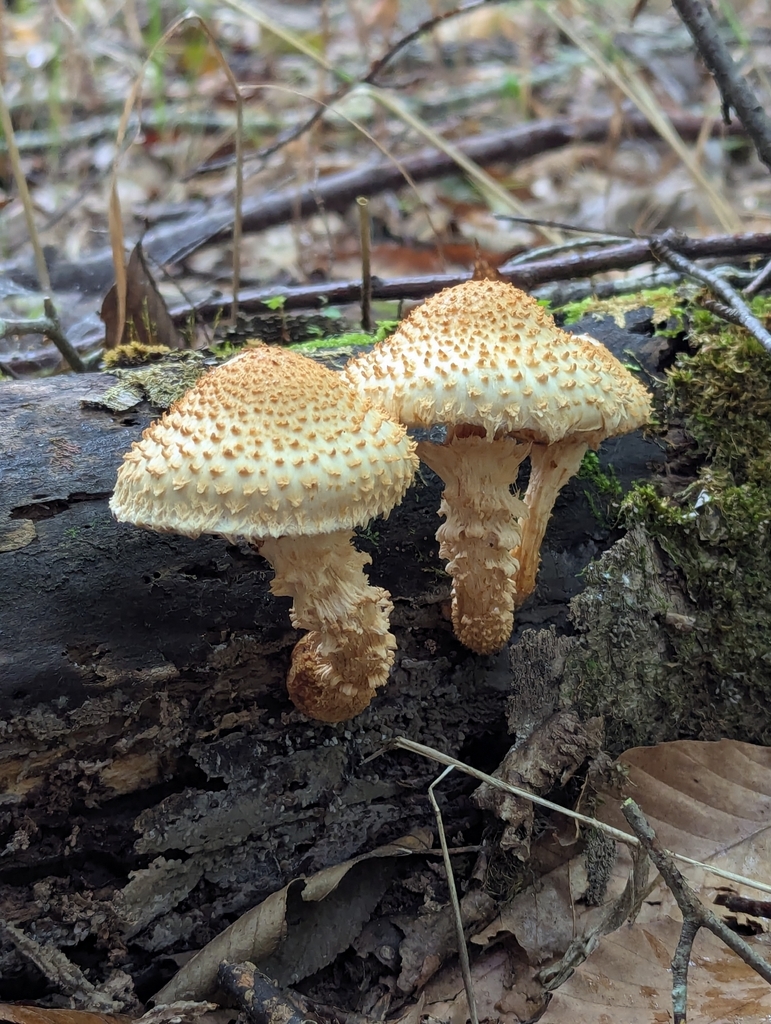 Sharp-scaly Pholiota · September 2026 · photo: Photo: (c) portulaca, some rights reserved (CC BY) · iNaturalist