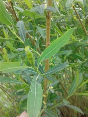 Salix vinogradovii