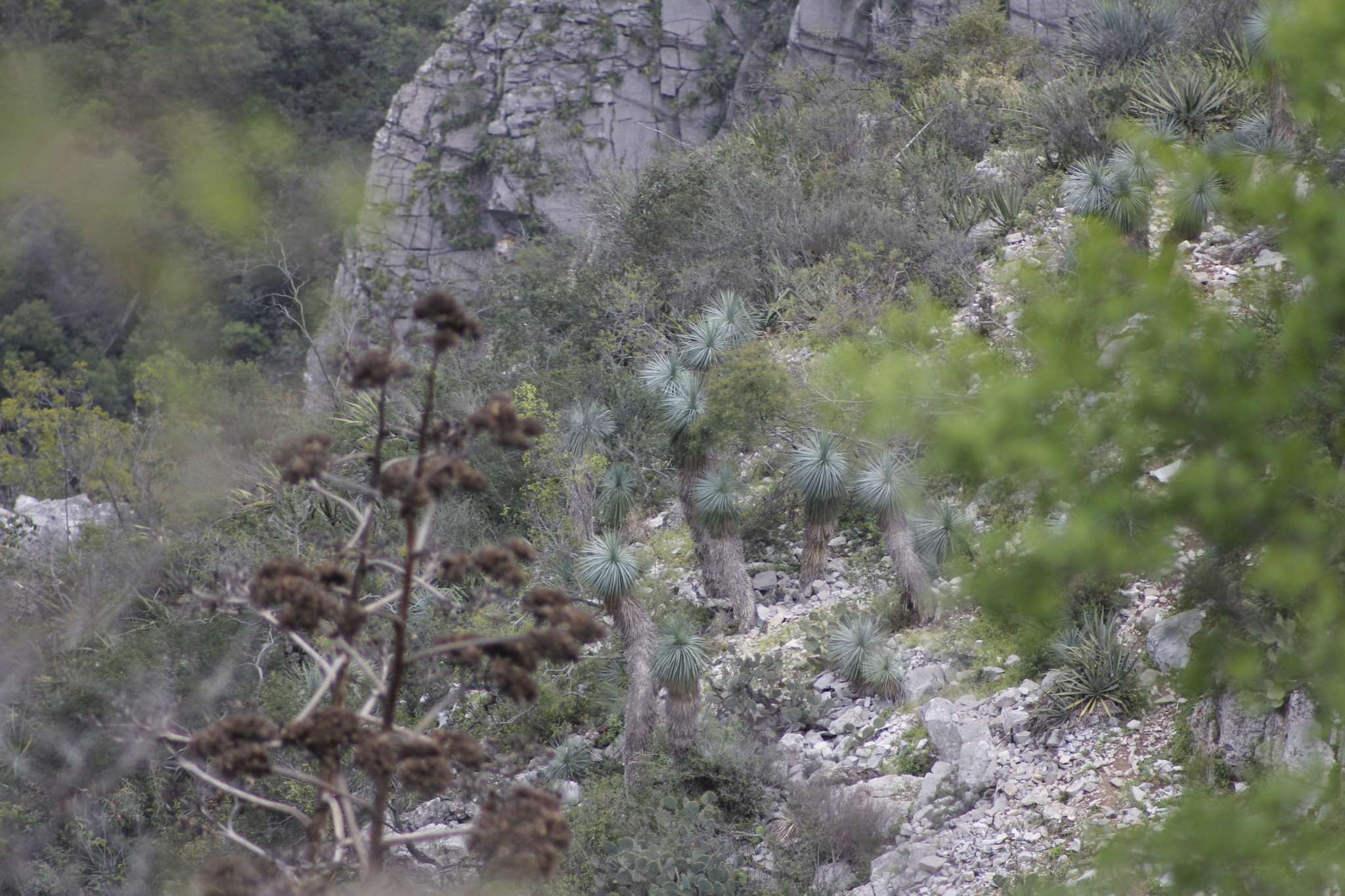 Linear-Leaf Yucca (Yucca linearifolia)