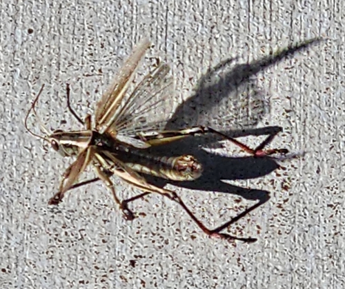 Two-striped Grasshopper