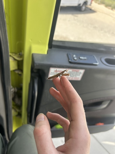 European Mantis