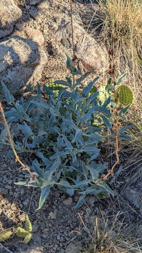 Penstemon palmeri, photograph 2