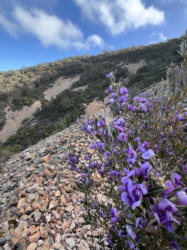 Hovea purpurea observed 2026-09-05