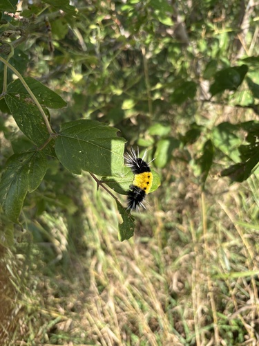 Spotted Tussock Moth