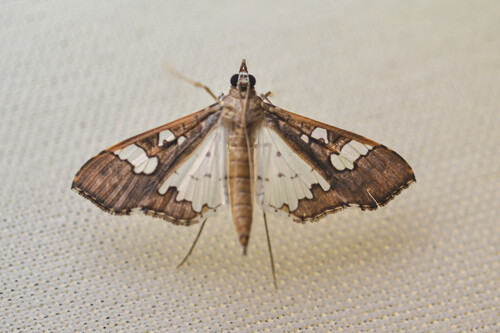 Mung Bean Moth