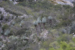 Yucca linearifolia