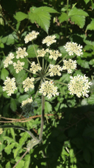 Heracleum sphondylium