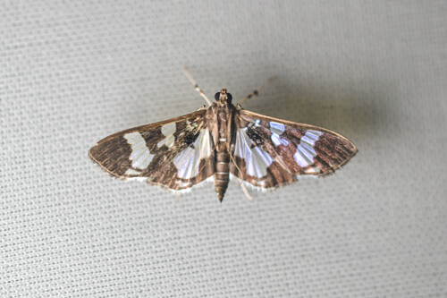 Desmia bajulalis