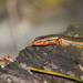 Red-Sided Skink - Photo (c) Kirran Barnes, some rights reserved (CC BY-NC), uploaded by Kirran Barnes